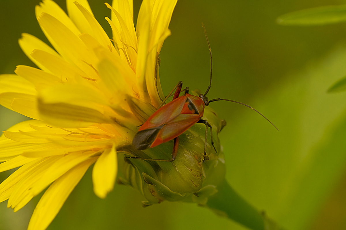 etheroptera miridae